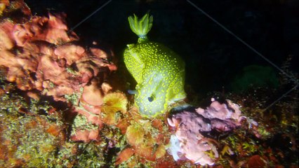 Les Mérous de la Gabinière