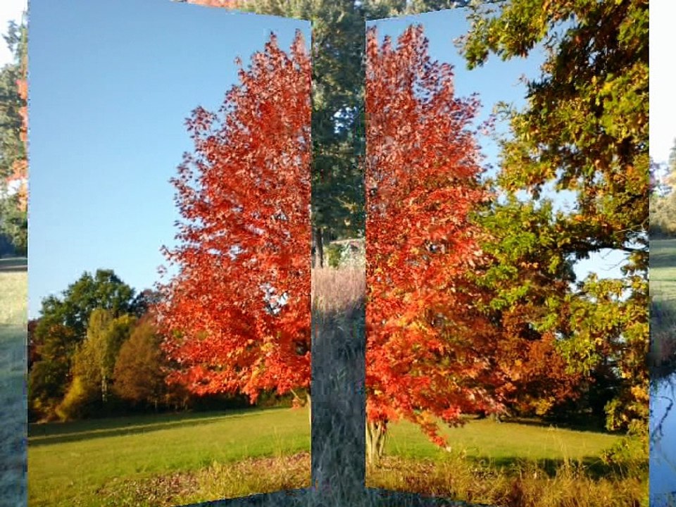 COULEURS D'AUTOMNE AU PARC DE SCHOPPENWIHR 2016