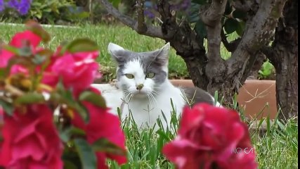 Приколы с котами - ТОПовая подборка!