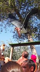 Zoomarine Volunteer Gets Bird Bombed