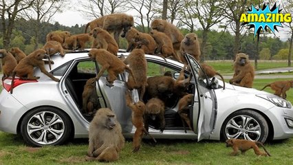 Unbelievable Animals || Inside the Life of an Animal ||