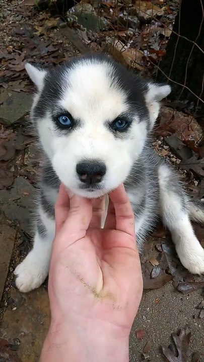 this Husky puppy need some love