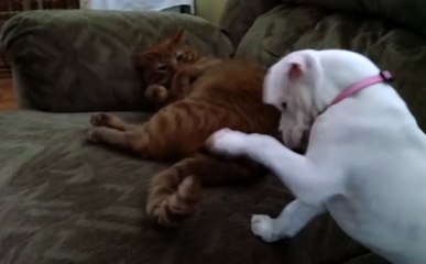 11 Cutest Pairs Of Animal Duos