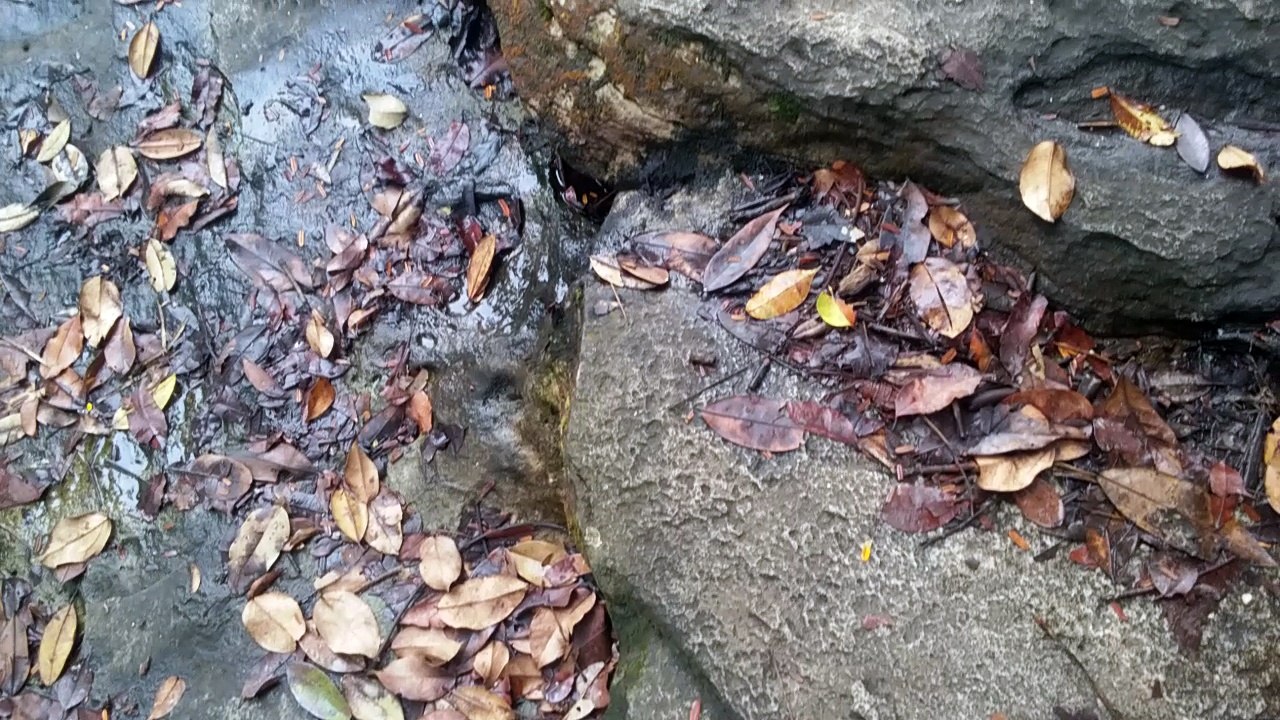 Aufgang eines gutbesuchten Wasserfalls