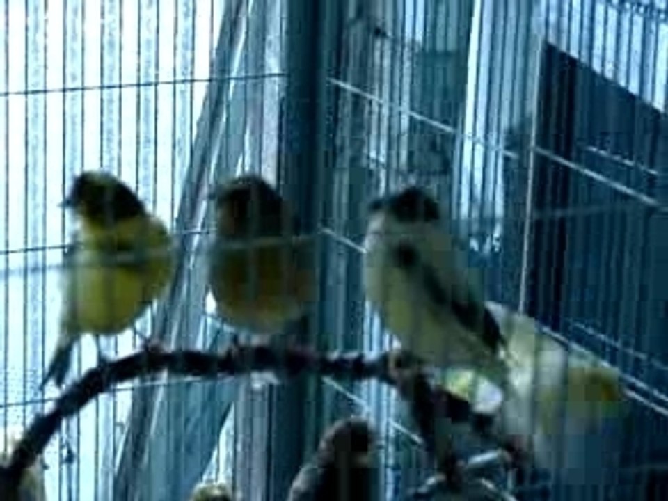 Video canaris 002