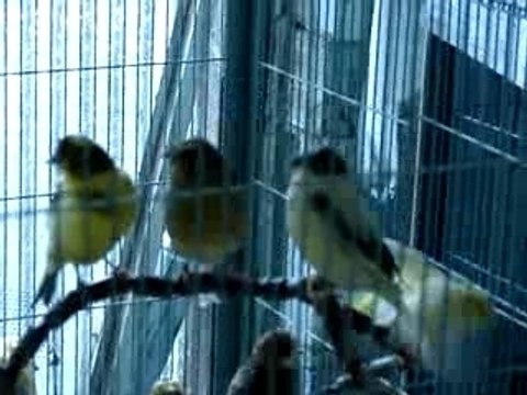 Video canaris 002