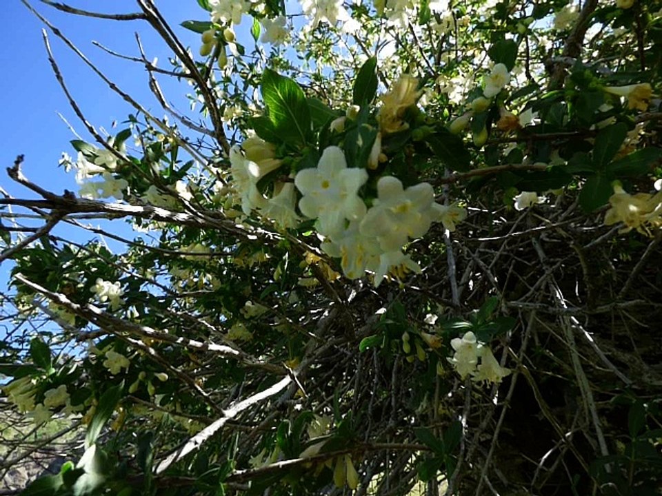 Chèvrefeuille des Pyrénées