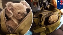 Polisi menemukan bayi koala di ransel wanita yang mereka tangkap - Tomonews
