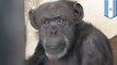 Seekor simpanse dibebaskan karena hukum hak asasi non-manusia - Tomonews