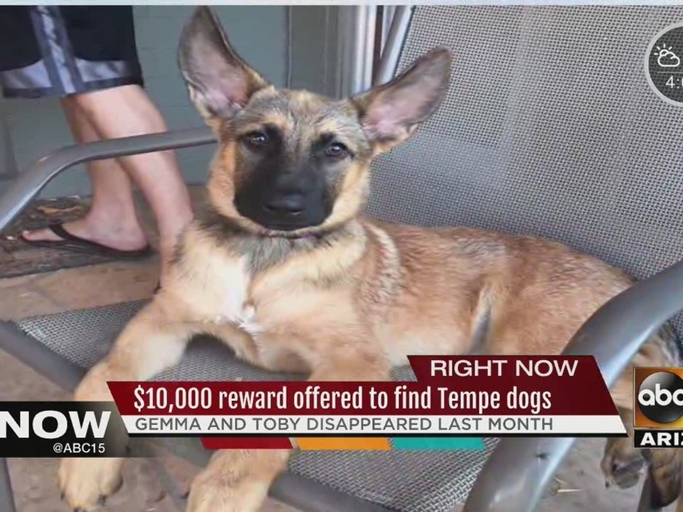 Tempe family offering $10K to find lost dogs
