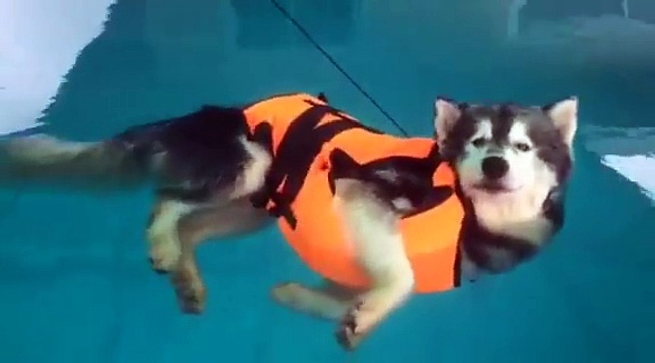 This is the only husky in the world who hate swimming