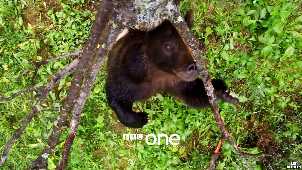 Un ours se gratte le dos