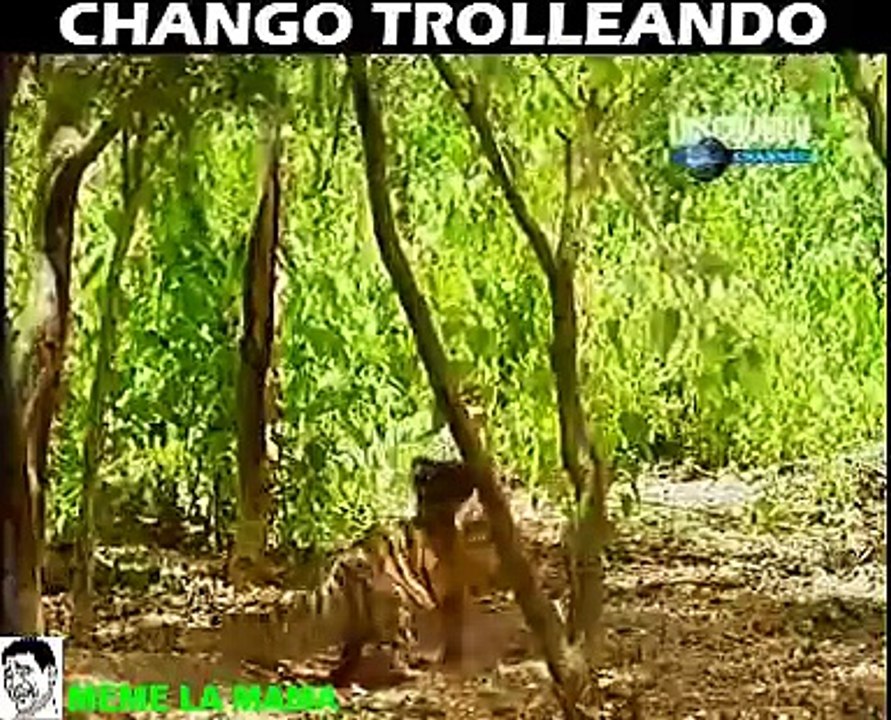 Chango trolleando a tigre