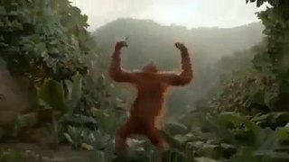 funny monkey dance 2017