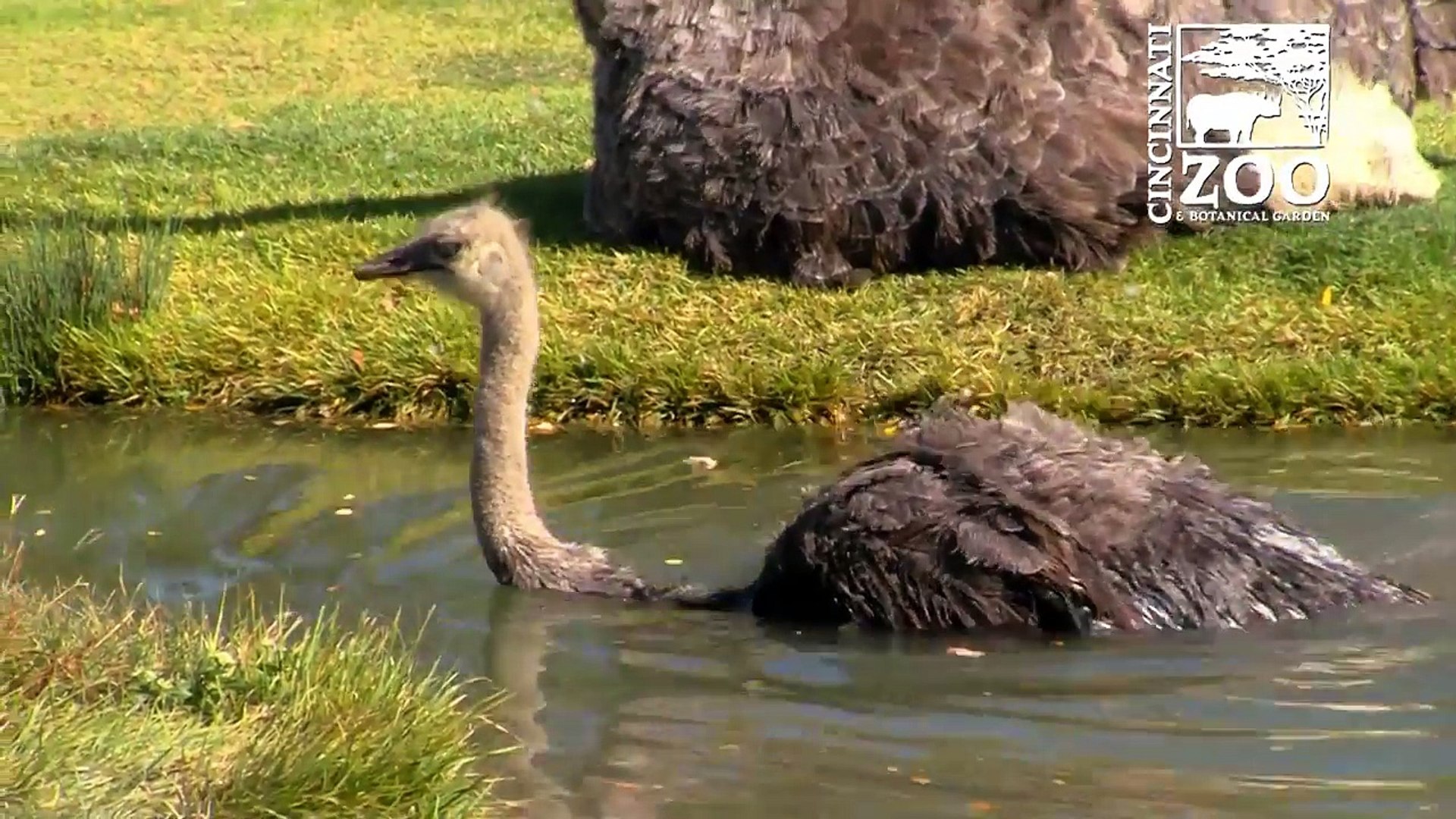 Ostrich Goes Swimming at the Cincinnati Zoo