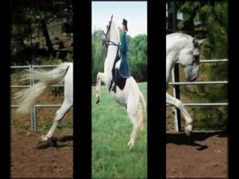 Quelques races de chevaux