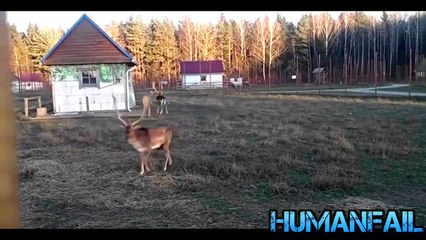 Funny Videos | Best FAILS  November 2016 Compilation  by Human Fail