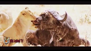 Animales increíbles Ataques En la Vida Real # León vs Buffalo y Cocodrilo vs Cebra, Gnu Parte 1
