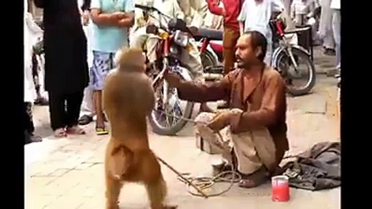 Dog and monky