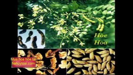 Ban-hoa-hoe-Ban-hoa-hoe-tai-ha-noi