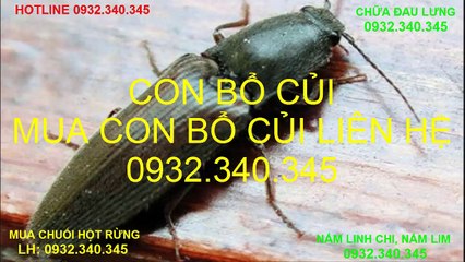 Con bổ củi - Con bổ củi chữa đau lưng