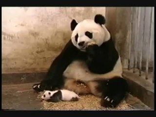 予想外の展開！？可愛い赤ちゃんパンダの覚醒に、お母さんパンダが空中浮遊