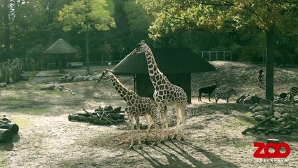 Parring hos girafferne | Copenhagen Zoo