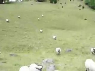 Moutons en colère