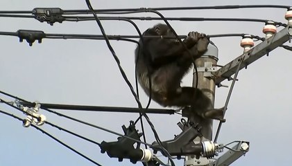 Đười ươi bị điện giật khi đang trốn khỏi vười bách thú ở Nhật Bản