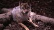 This Adopted Puppy Turned Out to Be a Wolf Dog