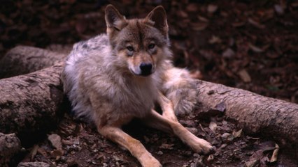 This Adopted Puppy Turned Out to Be a Wolf Dog