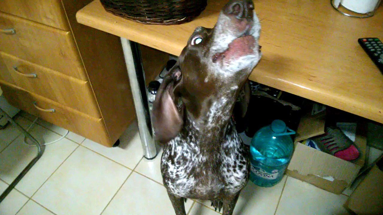 Ce chien adore chanter "Cheap Trills" par Sia