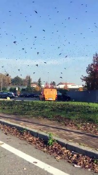 Invasion de centaines d'oiseaux en Italie ! des nuages entiers !
