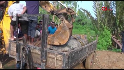Giant crocodile caught in Matara