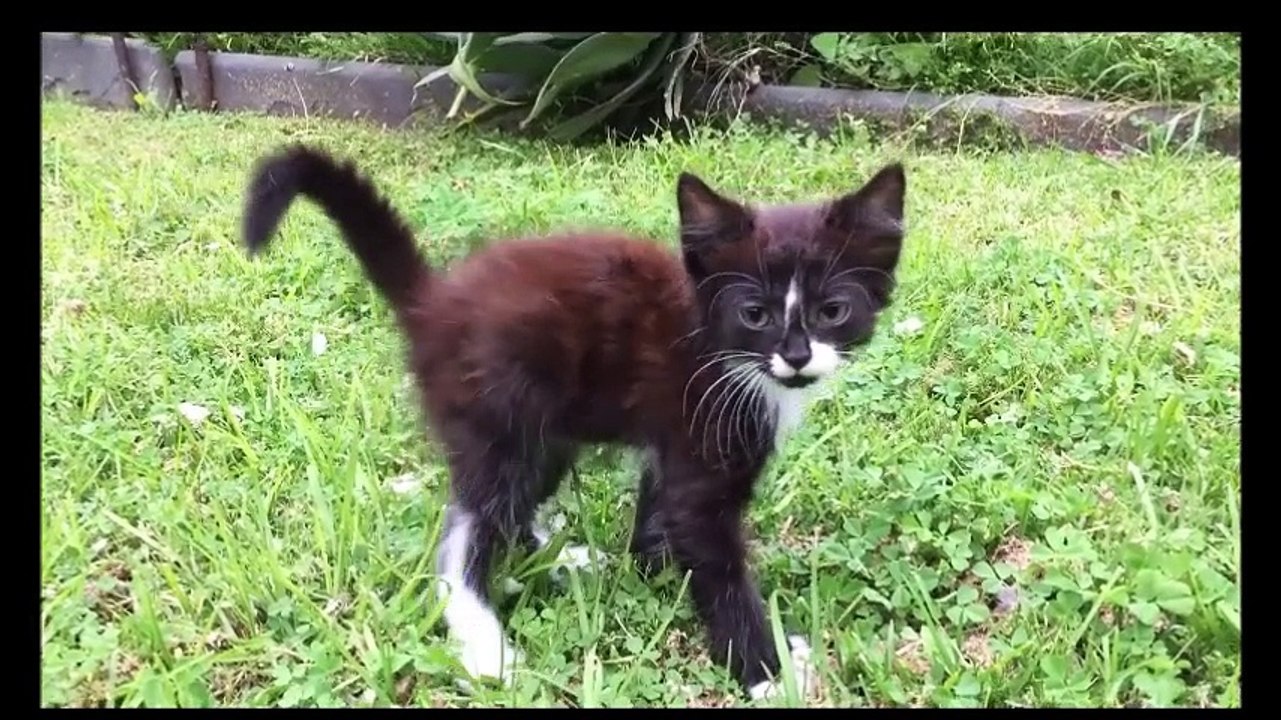 Farting Kitten