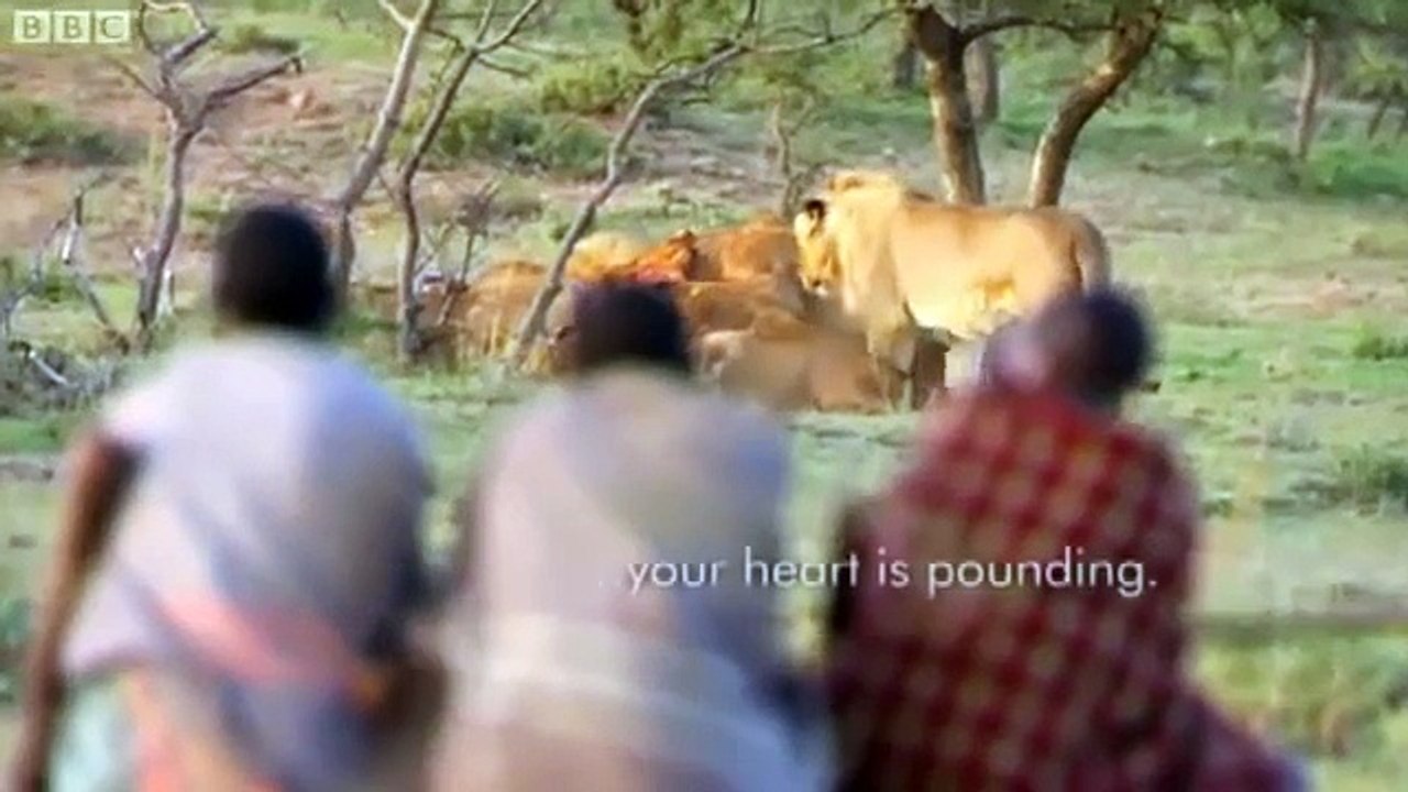 Man vs Lions. Maasai Men Stealing Lion's Food Without a Fight.