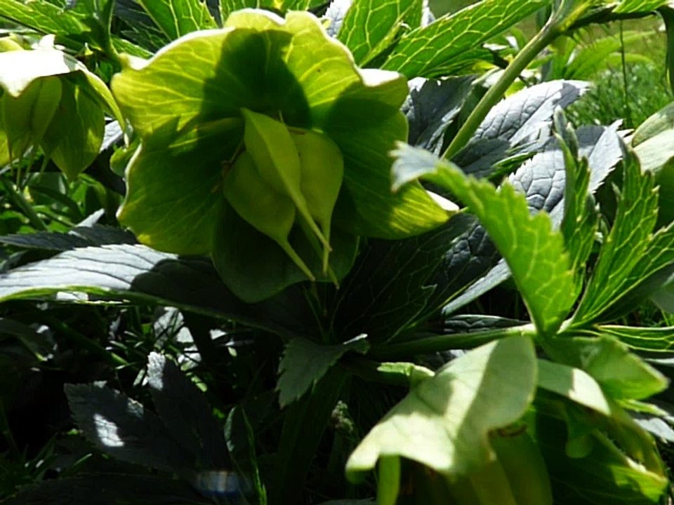 Hellébore vert
