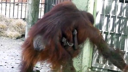 Mama orangutan "foraging" with her baby