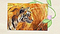 Learn About Tigers. Children Will Love Learning About Tigers, Fun Tiger Facts For Kids