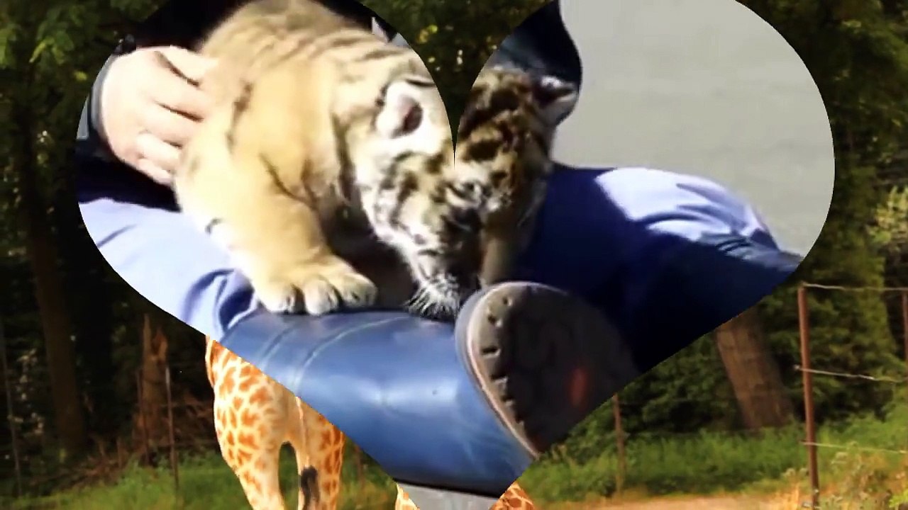Cute Baby Animals with baby tiger, monkey, giraffe and panda