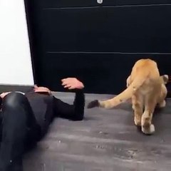 All he ever needed was a hug, hug the Tiger