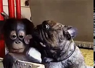 BULLDOG KISSES ORANGUTAN