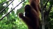 Orangutans use hand to sound big and scary