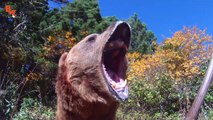 BEAR SCARE! - Grizzly with Cubs