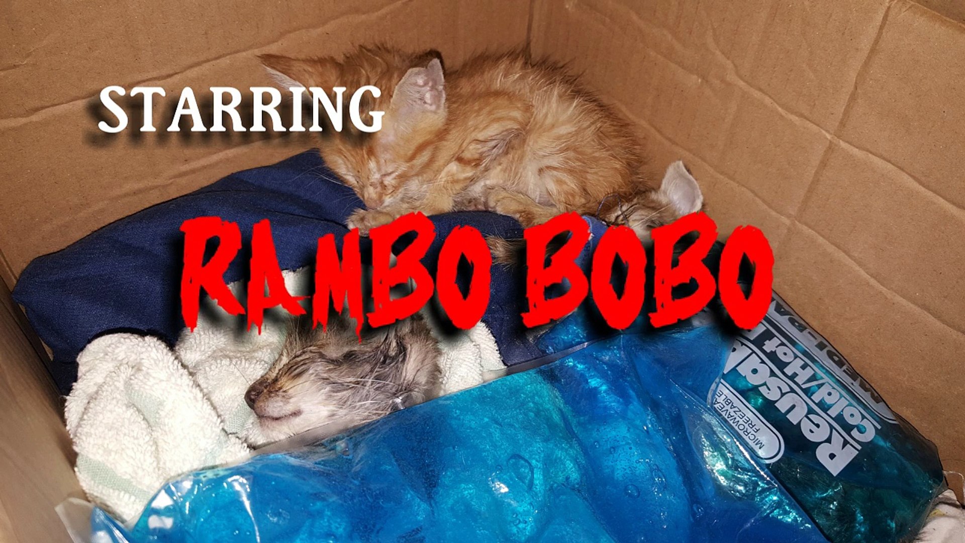 My Cat Bobo