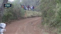 Un chien échappe par miracle à la mort lors d’un rallye amateur en Bolivie