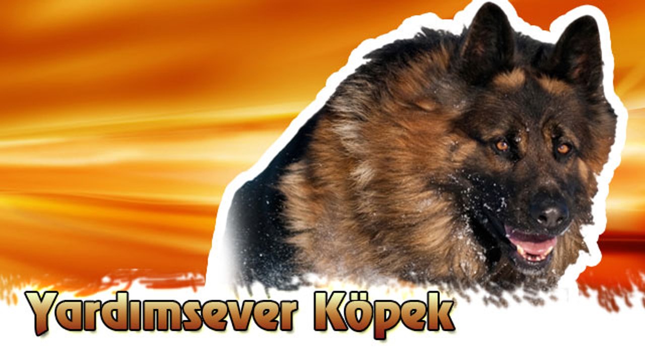 Yardımsever Köpek Kedi için Hayatını Koydu Ortaya