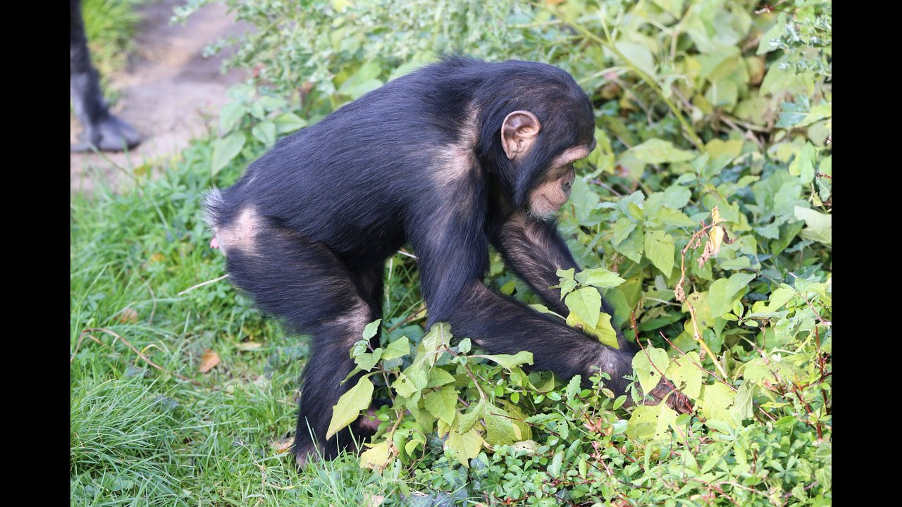 Touroparczoo le 12 11 2016.