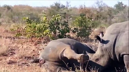 ▶▶▶ Animal Attacks ! Brutal Rhino Fight next to the road in Kruger National Park