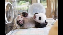 panda cub smiles, Hello world! Five-week-old panda cub smiles and waves from its incubator